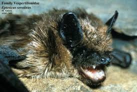 Attēlu rezultāti vaicājumam “Eptesicus serotinus”