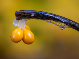 Attēlu rezultāti vaicājumam “Comatricha fragilis”