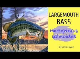 Image result for Micropterus salmoides