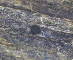 Attēlu rezultāti vaicājumam “Licea pusilla”