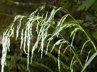 Attēlu rezultāti vaicājumam “Cinna latifolia”