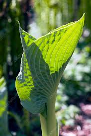Attēlu rezultāti vaicājumam “Hosta sp. leaf”