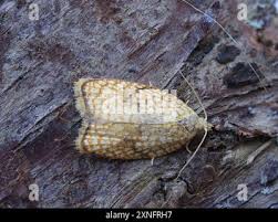 Attēlu rezultāti vaicājumam “Acleris forsskaleana”