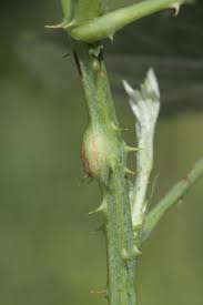 Attēlu rezultāti vaicājumam “Lasioptera rubi”