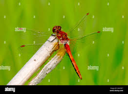 Attēlu rezultāti vaicājumam “Sympetrum sanguineum male”