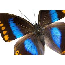 Attēlu rezultāti vaicājumam “Nymphalidae”