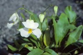 Attēlu rezultāti vaicājumam “Utricularia minor leaf”