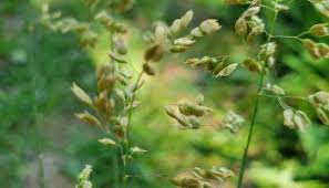 Attēlu rezultāti vaicājumam “Cinna latifolia”