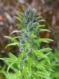 Attēlu rezultāti vaicājumam “Echium vulgare bud”