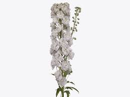 Attēlu rezultāti vaicājumam “Delphinium elatum  bud”