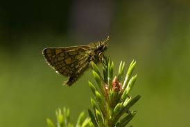 Attēlu rezultāti vaicājumam “Carterocephalus palaemon”