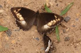 Attēlu rezultāti vaicājumam “Hipparchia alcyone underside”
