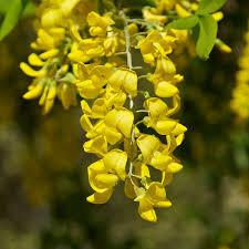 Attēlu rezultāti vaicājumam “Laburnum anagyroides flower”