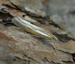 Attēlu rezultāti vaicājumam “Agriphila selasella”