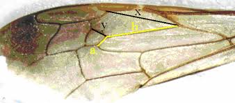 Attēlu rezultāti vaicājumam “Cerceris arenaria”