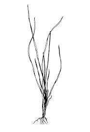 Attēlu rezultāti vaicājumam “Triglochin palustre”