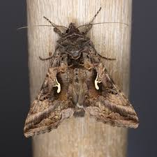 Attēlu rezultāti vaicājumam “Autographa excelsa”