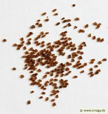 Image result for Fingerhut rot