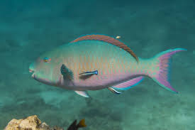 Image result for Chlorurus sordidus