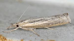 Attēlu rezultāti vaicājumam “Pediasia fascelinella”