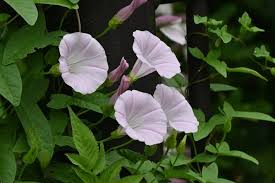 Attēlu rezultāti vaicājumam “Calystegia inflata leaf”