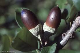 Attēlu rezultāti vaicājumam “Quercus”