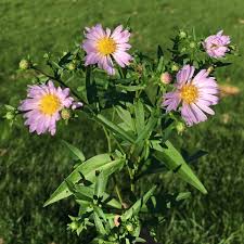 Attēlu rezultāti vaicājumam “Symphyotrichum x salignum flower”