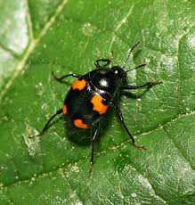 Attēlu rezultāti vaicājumam “Scaphidium quadrimaculatum”