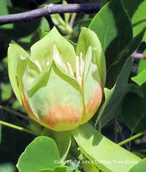 Attēlu rezultāti vaicājumam “Liriodendron tulipifera fruit”