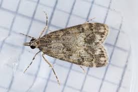 Attēlu rezultāti vaicājumam “Eudonia lacustrata”