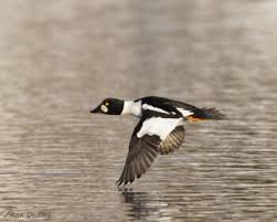 Attēlu rezultāti vaicājumam “Bucephala clangula”