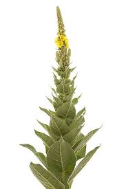 Attēlu rezultāti vaicājumam “Verbascum thapsus bud”