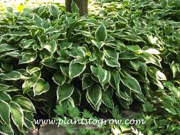 Image result for Hosta fortunei albomarginata