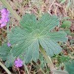 Attēlu rezultāti vaicājumam “Geranium pyrenaicum leaf”