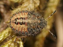 Attēlu rezultāti vaicājumam “Dolycoris baccarum”