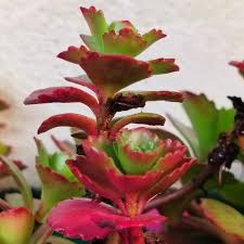 Attēlu rezultāti vaicājumam “Phedimus spurius flower”