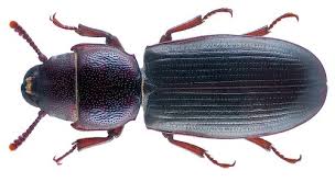 Attēlu rezultāti vaicājumam “Ostoma ferruginea”