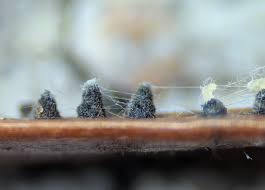 Attēlu rezultāti vaicājumam “Neocudoniella albiceps”