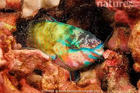 Image result for Scarus psittacus