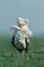 Attēlu rezultāti vaicājumam “Philomachus pugnax adult”