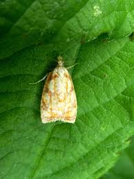 Attēlu rezultāti vaicājumam “Acleris bergmanniana”