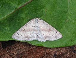 Attēlu rezultāti vaicājumam “Cyclophora albipunctata”