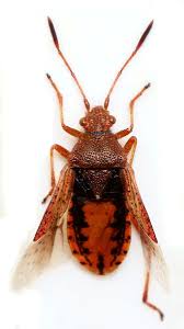 Attēlu rezultāti vaicājumam “Rhopalus maculatus”