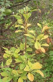 Attēlu rezultāti vaicājumam “Menziesia ferruginea”