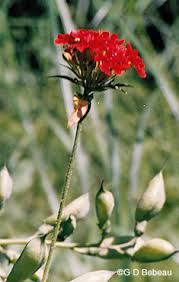 Attēlu rezultāti vaicājumam “Silene chalcedonica leaf”