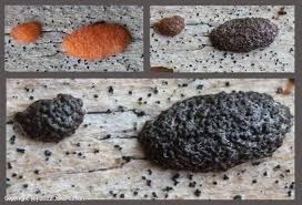 Attēlu rezultāti vaicājumam “Enteridium olivaceum”