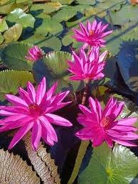 Attēlu rezultāti vaicājumam “Lotus sp. flower”