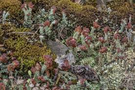 Attēlu rezultāti vaicājumam “Cladonia ochrochlora”