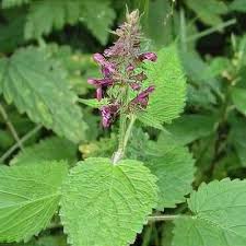 Attēlu rezultāti vaicājumam “Stachys sylvatica”