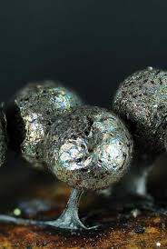 Attēlu rezultāti vaicājumam “Lamproderma echinosporum macro”